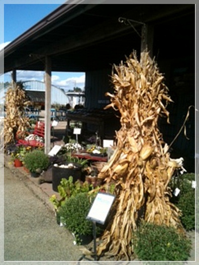 garden center fall