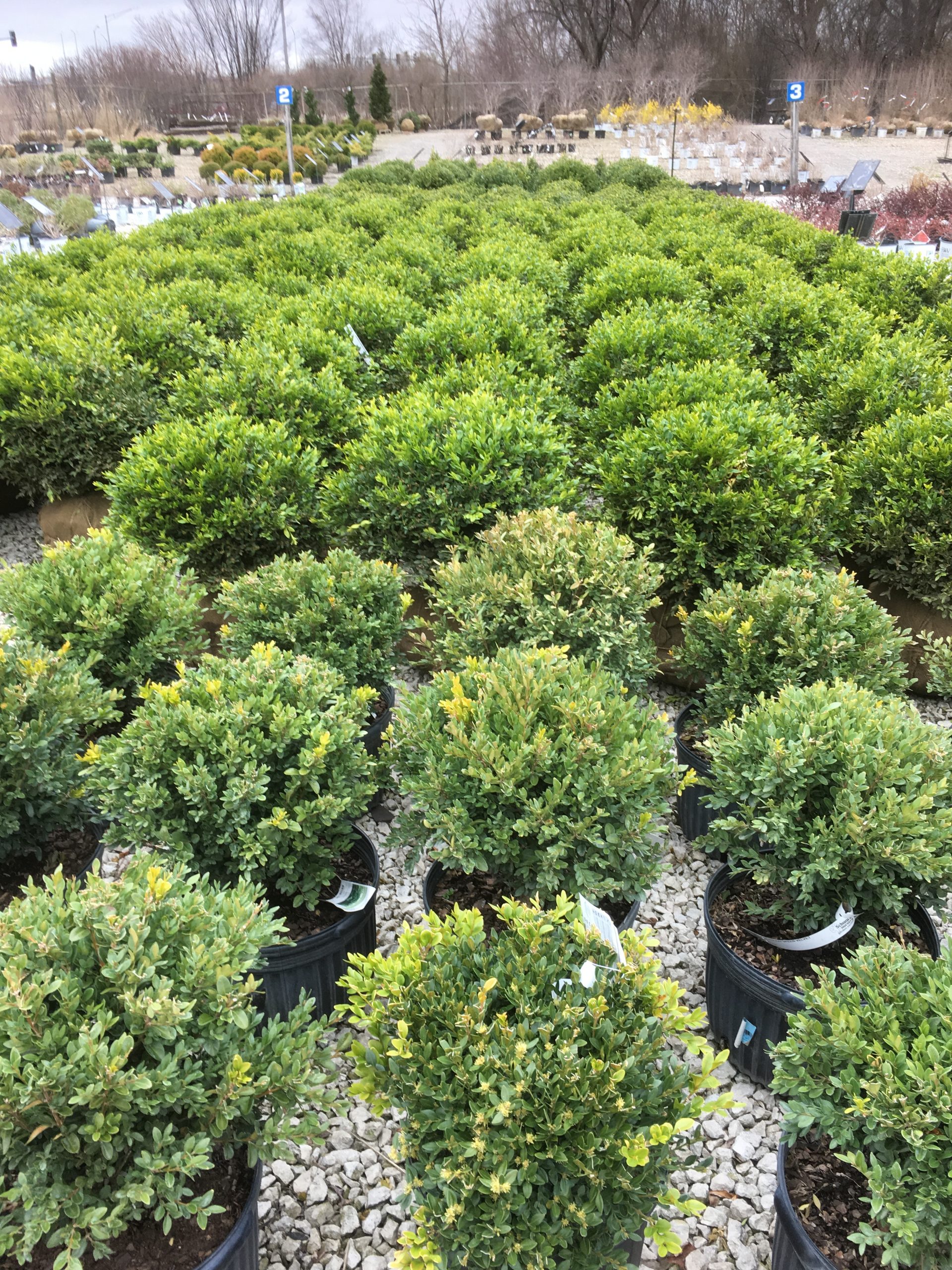 boxwood velvet